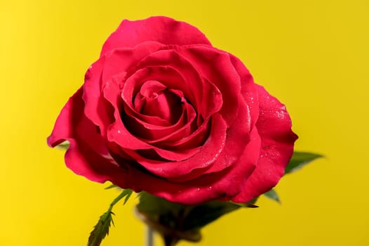 Beautiful red tea rose isolated on yellow background. Flower head close-up.