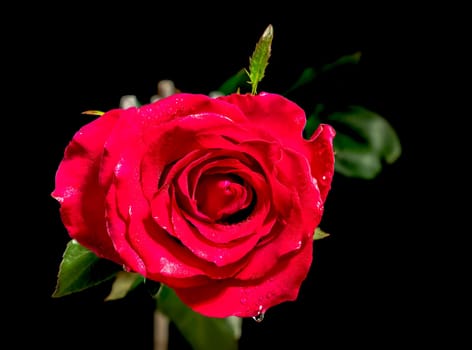 Red tea rose on a black background. Flower head close-up.