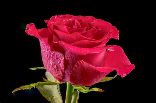 Red tea rose on a black background. Flower head close-up.