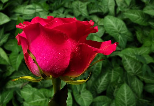 Beautiful red rose on a background of green leaves. Flower head close-up.