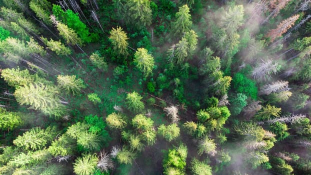 Summer warm sun light through the fog in the forest aerial view. download image