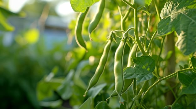 Beans growing in the garden. selective focus. Nature Generative AI,