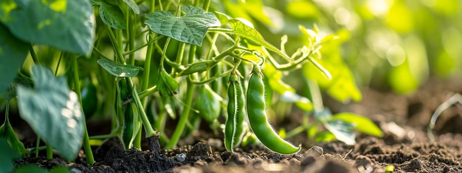 Beans growing in the garden. selective focus. Nature Generative AI,