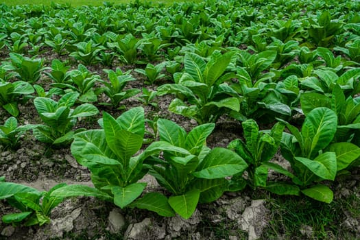 Field of tobacco. tobacco plantation, tobacco cultivation in Bangladesh