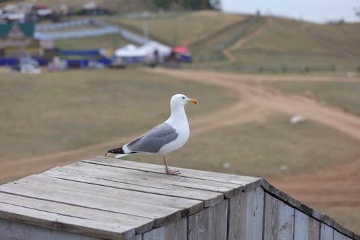 Baikal gull sitting on a wooden table in a cafe on Olkhon Island watching in front of the huzhir village