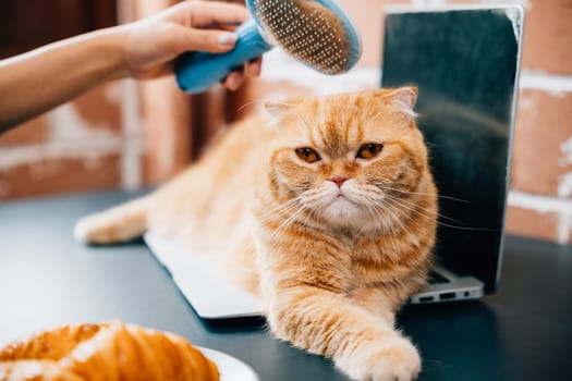 Loving hygiene routine, A woman combs her Scottish Fold cat's fur while holding the cat in her hand. Their happiness during this grooming session is truly enjoyable. Pat love routine