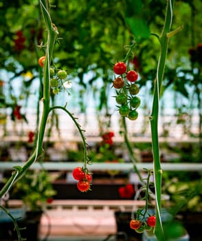 Tomatoes ripening on tomato plant vines in a greenhouse