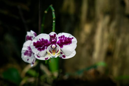 a beautiful orchid Phalaenopsis white and purple with a blurry background