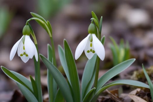 Beautiful first flowers snowdrops in spring forest. Tender spring flowers snowdrops harbingers of warming symbolize the arrival of spring. Scenic view of the spring forest with blooming flowers.