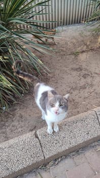 gray cat outdoors, pets, animal. High quality photo