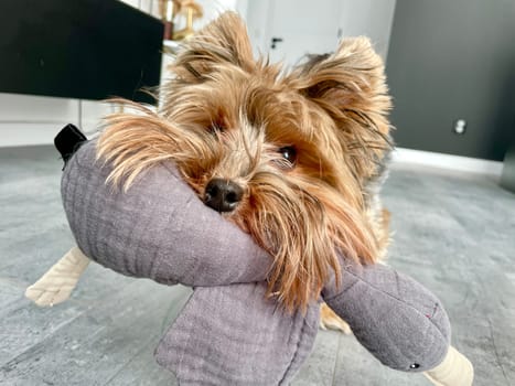 A small Yorkie dog is playing with a soft children's toy. High quality photo