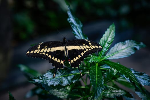 Papilio cresphontes butterfly black and yellow with wings open showing upperside