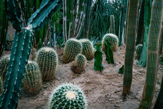 Green tall cacti and succulents growing in botanical, tropical garden in the desert, arid climate. Cactus landscape