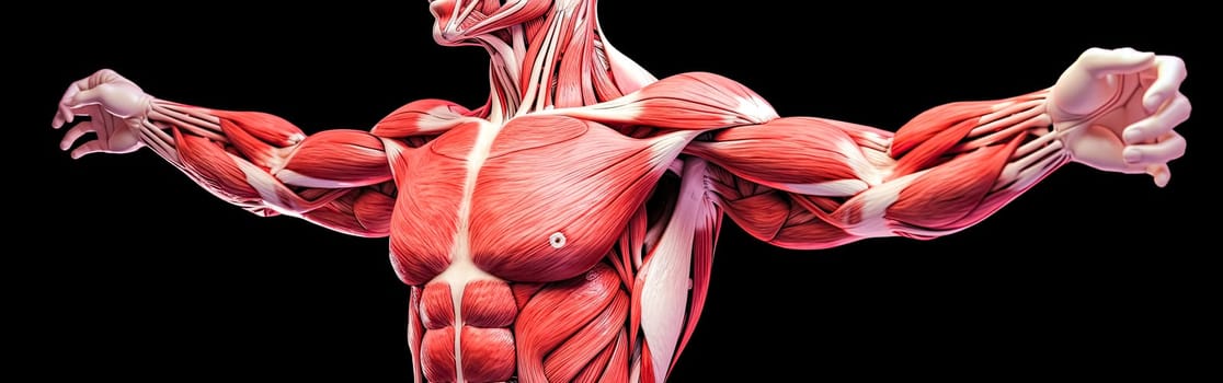 Delve into the intricacies of human anatomy with an illustration showcasing a standing male body, revealing the intricate details of muscle tissues on display.