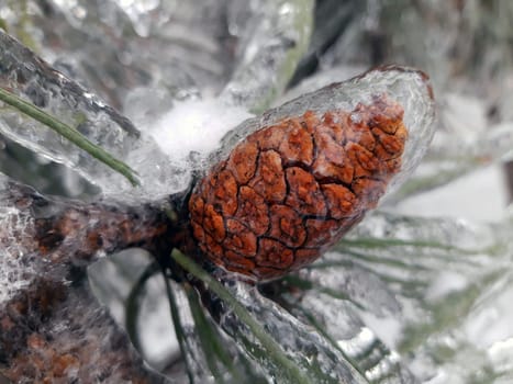 Pine cone covered with ice on a winter morning close-up.