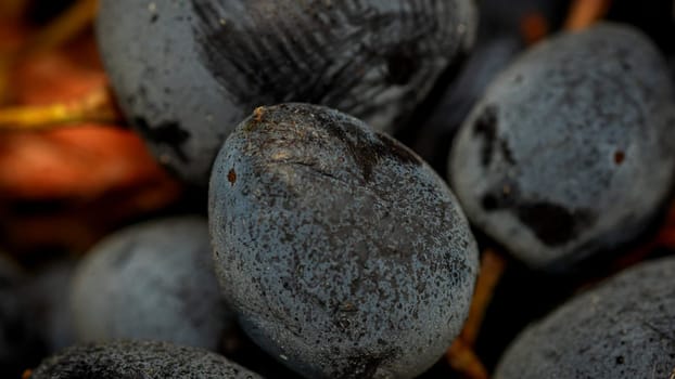 Close up of ripe grapes, background of grapes.