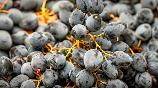 Close up of ripe grapes, background of grapes.