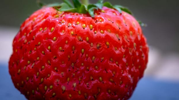 Close up of fresh strawberry showing seeds achenes. Details of a fresh ripe red strawberry.