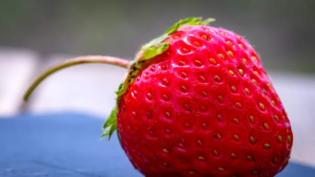 Close up of fresh strawberry showing seeds achenes. Details of a fresh ripe red strawberry.