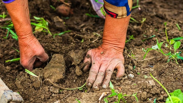 Harvesting and digging potatoes with hoe and hand in garden. Digging organic potatoes by dirty hard worked and wrinkled hand .