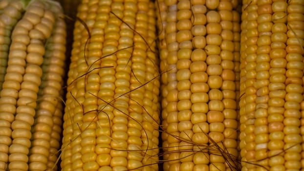 Freshly harvested corn, detail of ripe sweet corn on the cob.