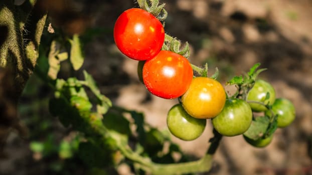 Unripe and ripe cherry tomatoes on a branch in a garden.