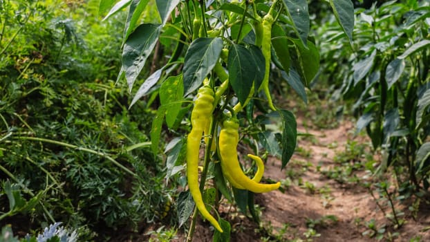 Green pepper growing in the garden.