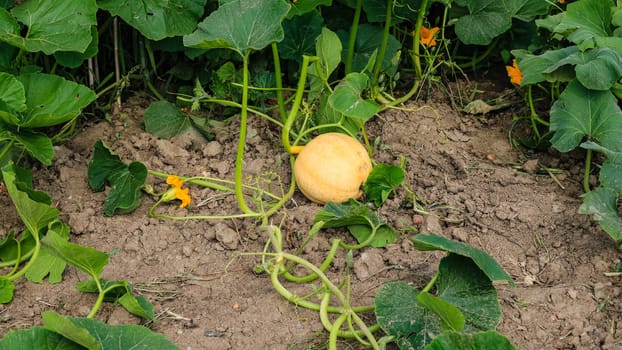 Orange pumpkin with great tendrils growing in the garden.