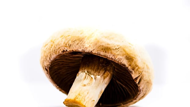 Fresh champignons, champignon mushrooms, close-up, isolated