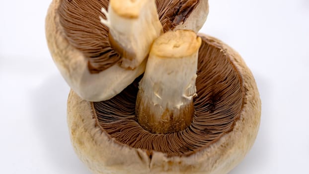 Fresh champignons, champignon mushrooms, close-up, isolated