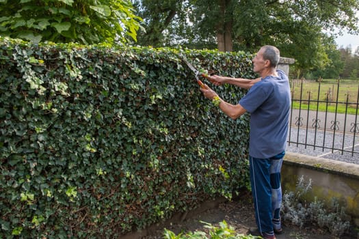 aged gardener with broken leg cuts ivy's fence with a large secateurs, seasonal gardening care, High quality photo
