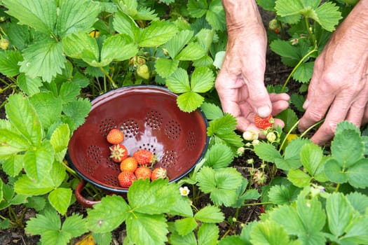 a man picks strawberries in his palm, a large harvest of berries, summer fruit picking, male hands hold a handful of ripe strawberries. High quality photo