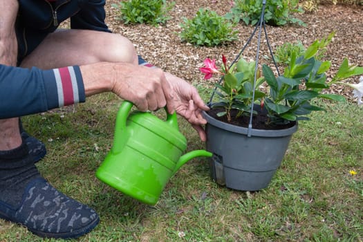 gardener watering transplanted mandevilla from watering can seasonal garden landscaping work in the garden, High quality photo