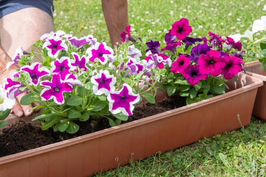 gardener transplants seedlings of petunias in a hanging pot to the window. High quality photo