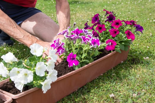 gardener transplants seedlings of petunias in a hanging pot to the window. High quality photo