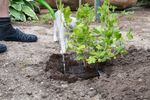 a little kitten sniffing a dug hole for a plant, beginning of spring work in the garden, High quality photo