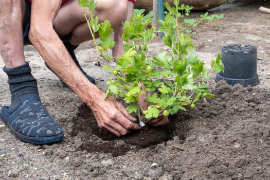 A man planted a gooseberries in his garden, spring seasonal work, gardener working without gloves ,High quality photo