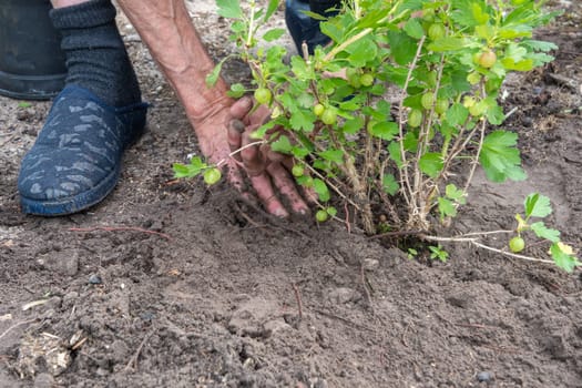 A man planted a gooseberries in his garden, spring seasonal work, gardener working without gloves ,High quality photo