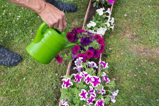 gardener watering transplanted petunias from watering can seasonal garden landscaping work in the garden, High quality photo