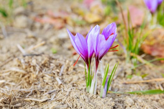 Growing saffron requires meticulous cultivation of crocus flowers. Saffron cultivation involves patience and precision during the harvesting process.