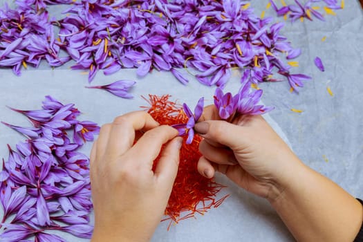 Saffron is a highly prized spice derived from vibrant purple flowers of crocus plants. Delicate nature of saffron harvesting requires skilled labor and attention to detail.