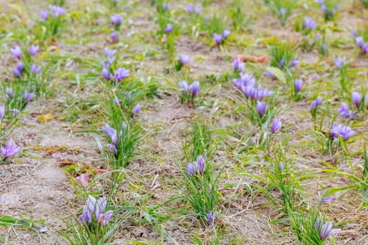 Saffron is one of most expensive spices in world due to its labor-intensive production. Plantation of purple crocuses