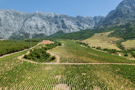 Agricultural region in Croatia is characterized by vast vineyards and fields dotted with trees.
