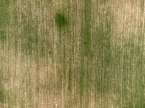 Green wheat field in countryside, close up. Field of wheat blowing in the wind at sunny spring day. Young and green Spikelets. Ears of barley crop in nature. Agronomy, industry and food production