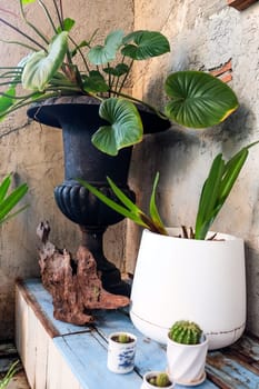 Tropical plants in pots on the windowsill