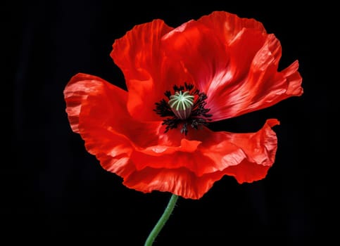 Red Poppy Beauty: Blooming Floral Delight on a Green Meadow