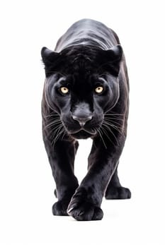 Black panther walking towards the camera against a white background.