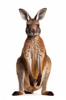 A kangaroo on white background