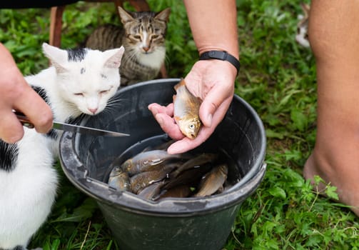 Freshly caught river fish crucian carp. A man cleans fish from scales. Cats are waiting to be fed guts. Preparing fish for cooking