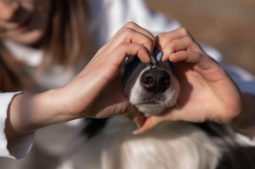 The owner makes a heart on the nose of the border collie dog with her hands